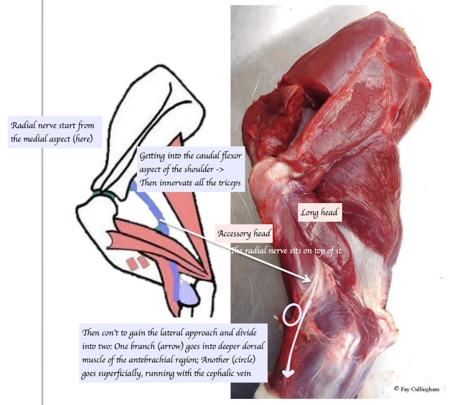 <p><span><span>The radial nerve originates from the medial aspect of the scapula → Passes caudal to the shoulder → Follows the musculospiral groove of the humerus → Passes through the triceps</span></span></p>
