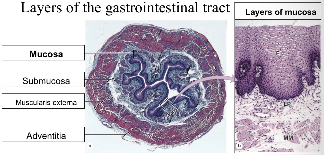 <p>From innermost to outermost:</p><ul><li><p>Lumen</p></li><li><p>Mucosa = epithelium + lamina propria + muscularis mucosae</p></li><li><p>Submucosa = connective tissue and blood vessels (arterioles/venules)</p></li><li><p>Muscularis externa = circular and longitudinal smooth muscle</p></li><li><p>Adventitia/serosa = outer connective tissue/visceral peritoneum + major nerves/blood vessels </p></li></ul><p></p>