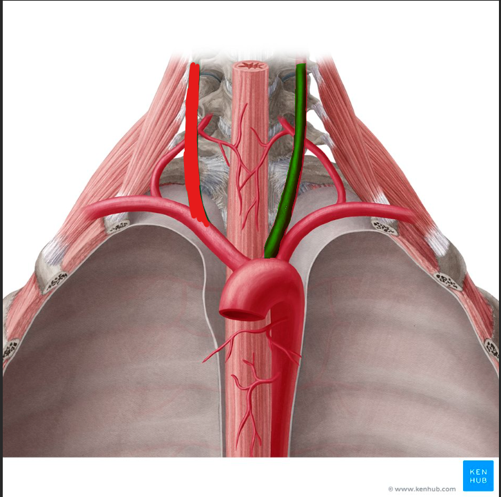 <p>left common carotid artery</p>