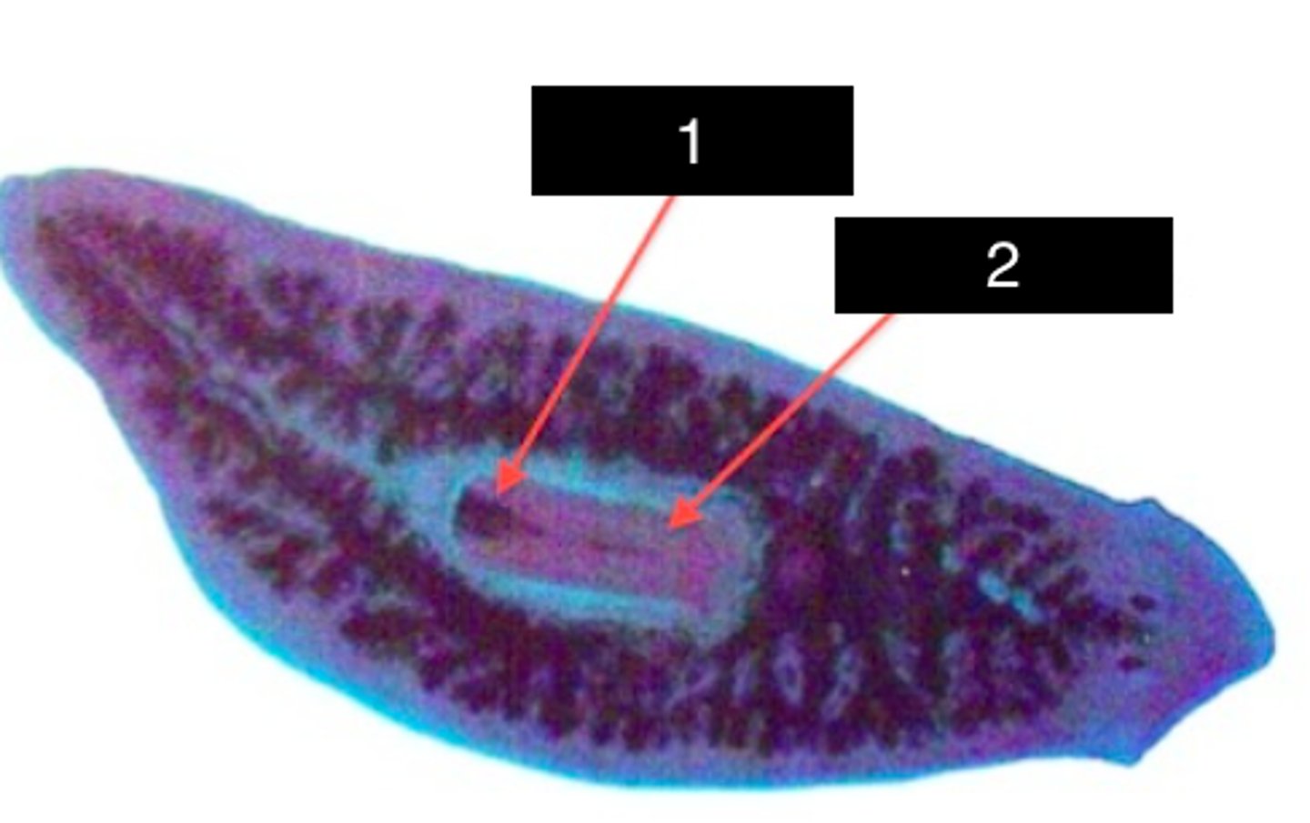 <p>Planaria<br>1 = mouth<br>2 = pharynx</p>