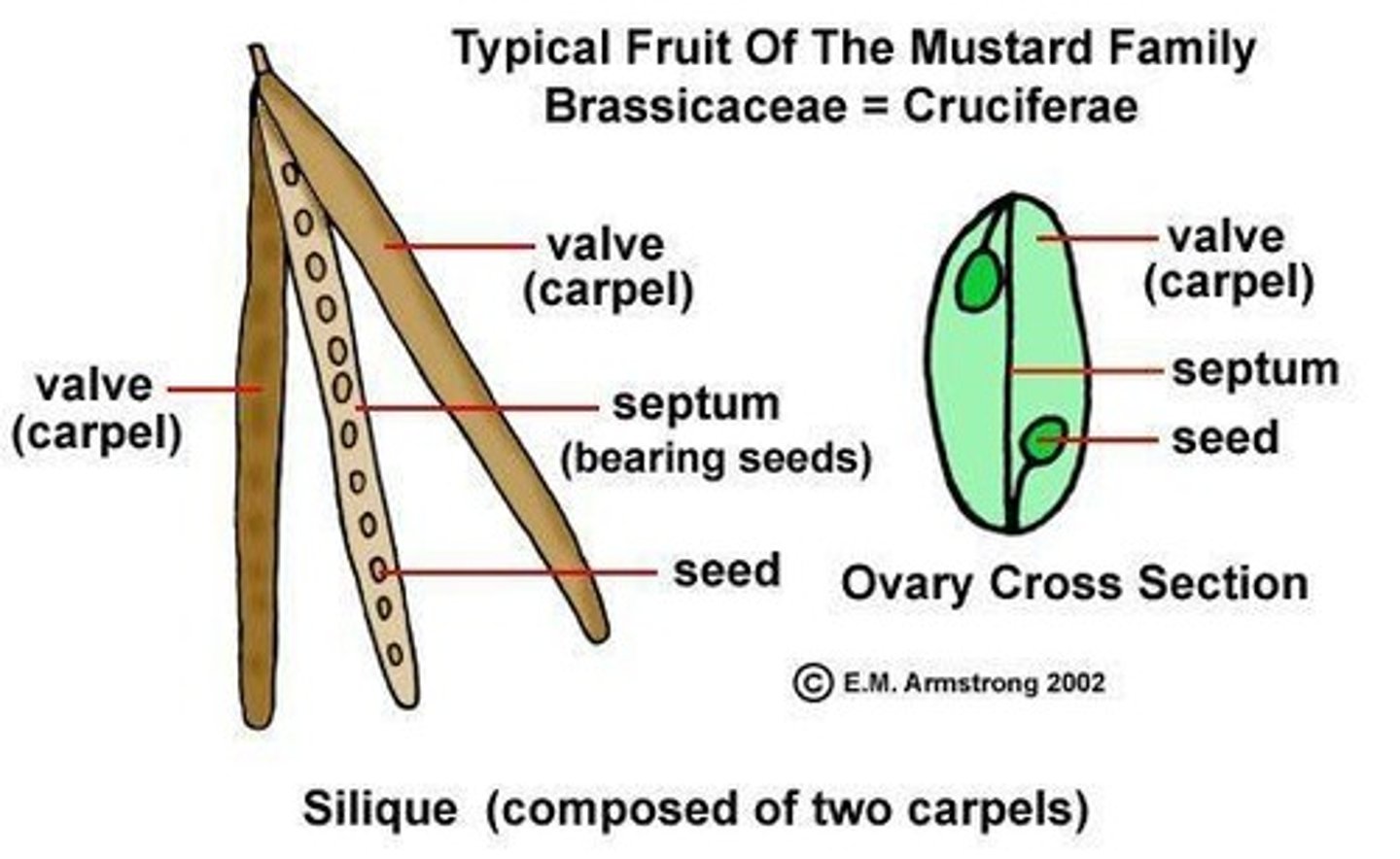 <p>A silique is a type of dry fruit having two fused carpels with a length more than three times its width.</p>