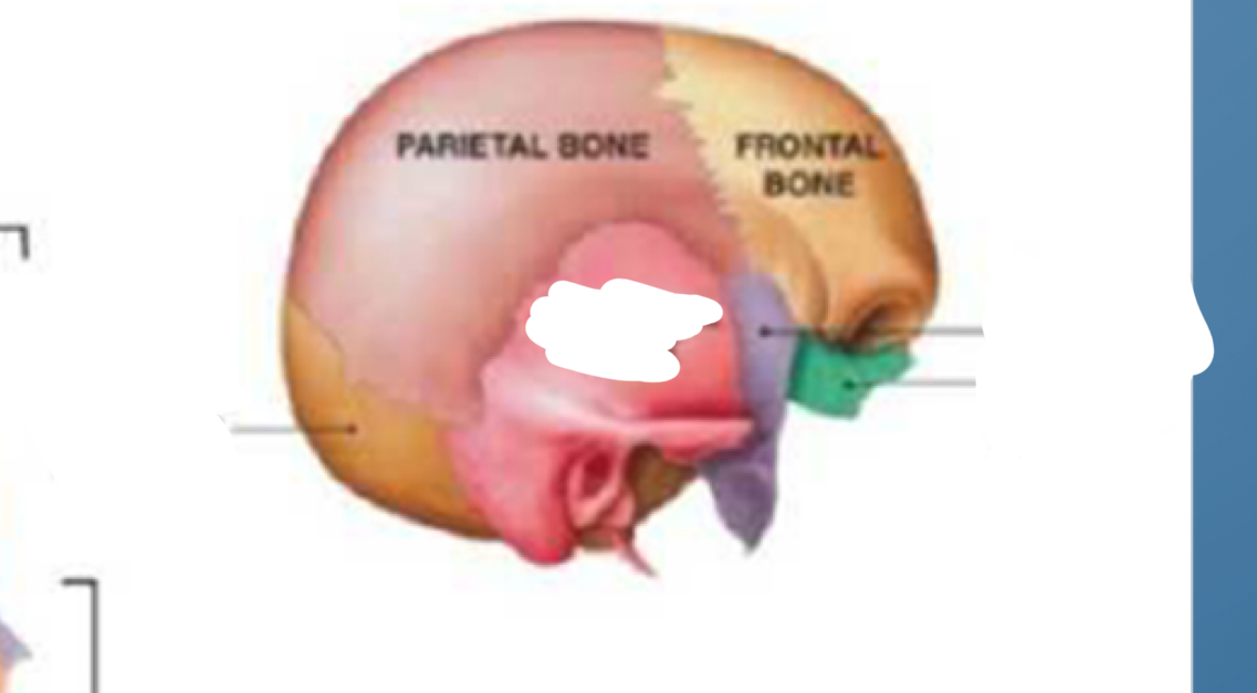 <p>Parietal Bone and Frontal bone</p>