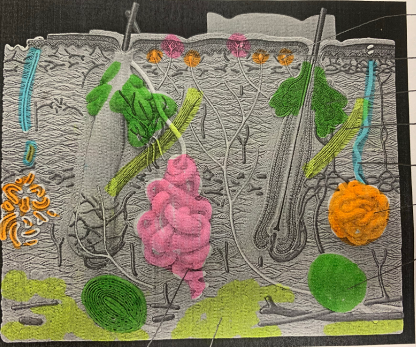 <p>sebaceous glands</p>