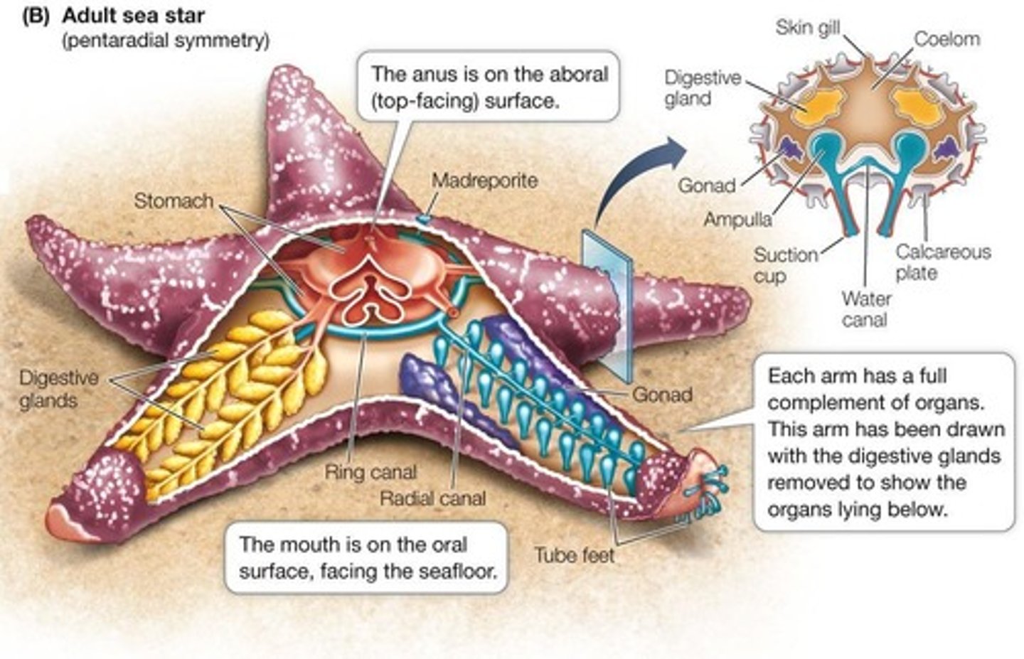 <p>Adult radial symmetry, a water vascular system for locomotion, and an endoskeleton of calcareous plates.</p>