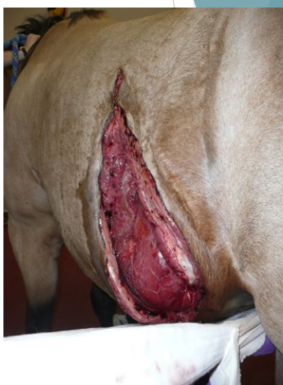 <p>tension impedes healing</p><p>impairs blood supply</p><p>prevents perfect apposition </p><ul><li><p>shear stress on wound </p></li></ul><p></p>