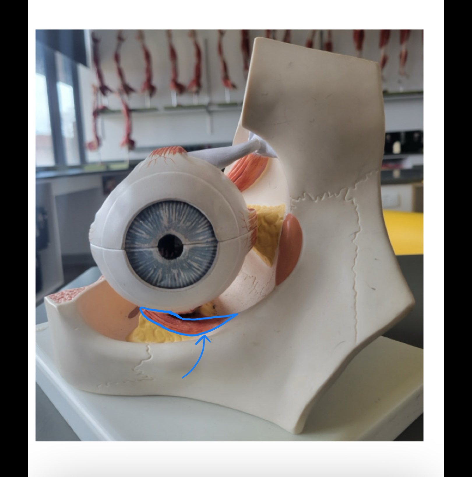 knowt flashcard image