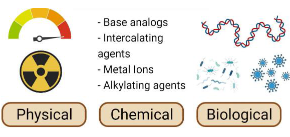 <p>Natural mutations - mistakes in DNA sequence occur at a low frequency all the time. Natural processes.<br><br>Mutagens induce mutations - any physical or chemical agent that raises the frequency of mutations above the spontaneous rate</p>