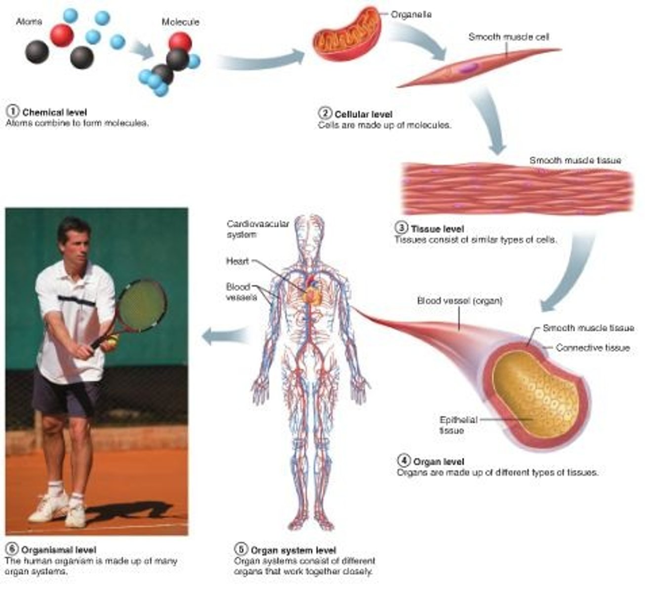 <p>1. Chemical Level (simplest/ smallest)</p><p>2. Cellular level</p><p>3. Tissue level</p><p>4. Organ level</p><p>5. Organ system level</p><p>6. Organism level (largest/ complex)</p>