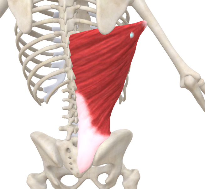 <p>lateral muscle of the chest wall (LATS by body builders)</p>