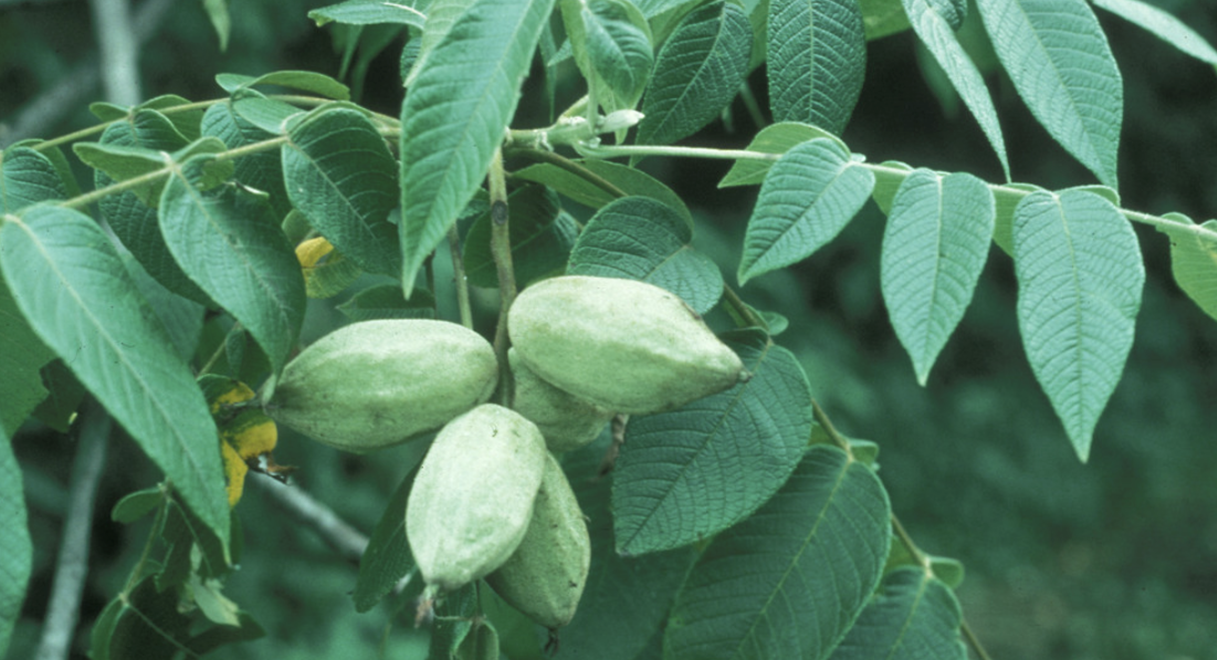 <p><em>Juglans cinerea</em></p><p>Juglandaceae</p>