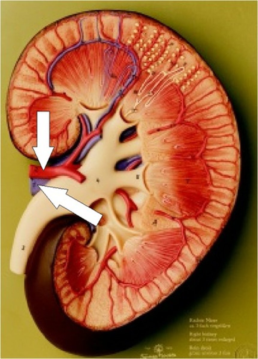 <p>blood supply to and from the kidneys</p>