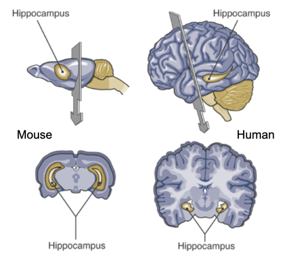 <ul><li><p>Not very big in humans</p></li><li><p><strong><mark data-color="blue" style="background-color: blue; color: inherit;">Long term potentiation</mark></strong> - <mark data-color="blue" style="background-color: blue; color: inherit;">long term changes in memory = </mark><strong><mark data-color="blue" style="background-color: blue; color: inherit;">Synaptic plasticity</mark></strong></p><ul><li><p>Causes long-lasting increases in signal transmission between neurons</p></li><li><p>Occurs at dendritic spine synapses of hippocampal neurons</p></li><li><p>Mechanism for tracking repetitive activity (salient stimuli)</p></li></ul></li></ul><p></p>
