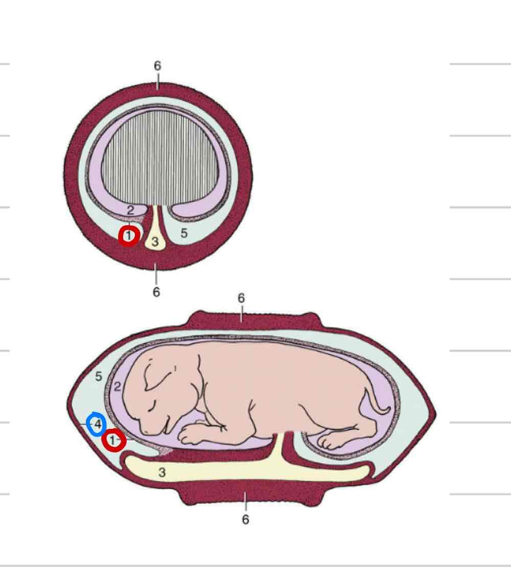 <ul><li><p>Most external membrane (4)</p></li><li><p>Fused to allantois</p><ul><li><p>Chorioallantois</p></li></ul></li><li><p>Communicates with endometrium</p></li></ul>