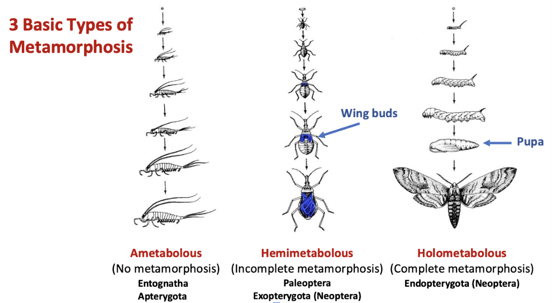 <ol><li><p>ametabolous - no metamorphosis. entognatha, apterygota</p></li><li><p>hemimetabolous - incomplete metamorphosis. paleoptera, exopterygota</p></li><li><p>holometabolous - complete matamorphosis. endopterygota&nbsp;</p></li></ol><p></p>