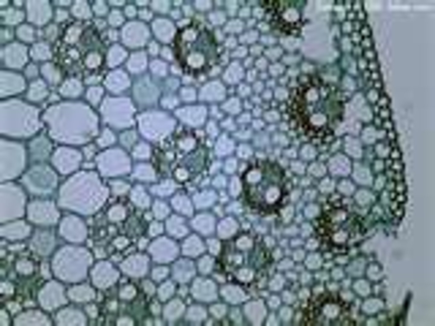 <p>what is this in the monocot cell</p>