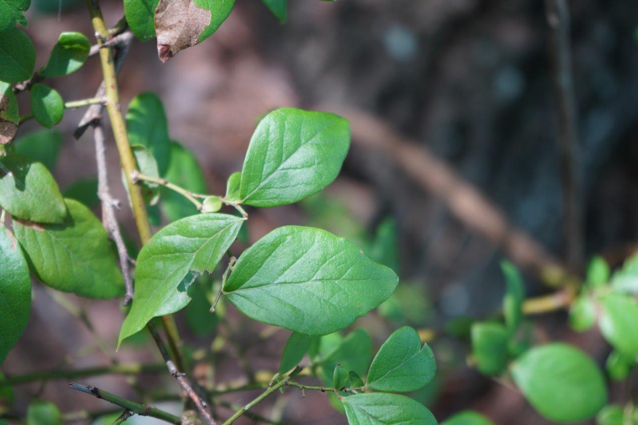 <p><em>Vaccinium arboreum</em></p>