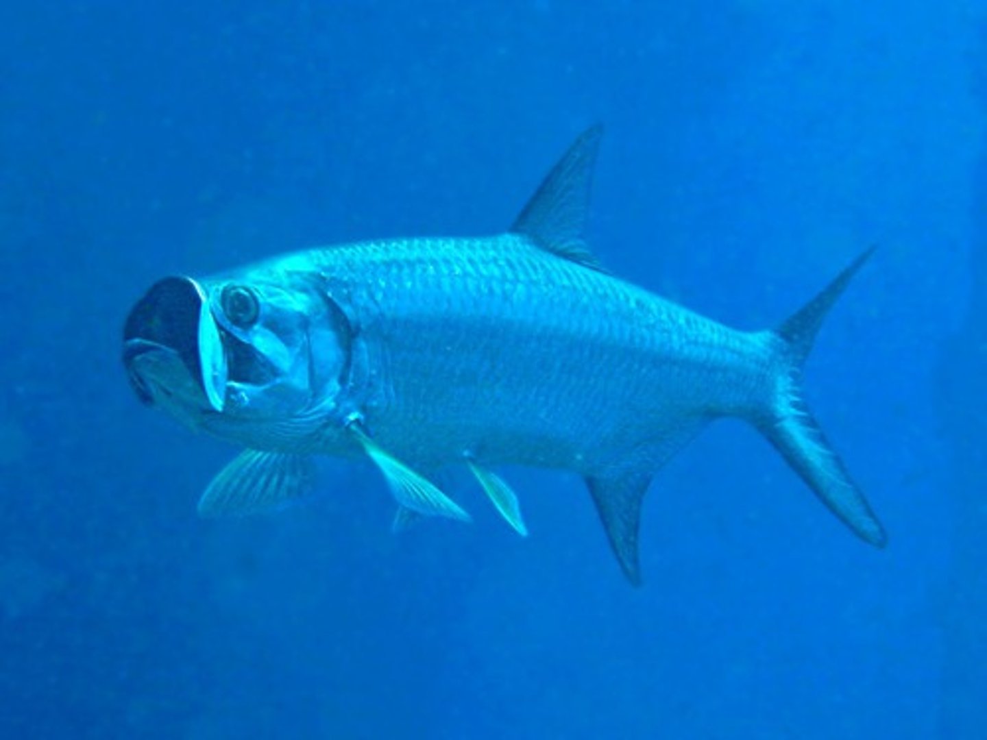 <p>Anguilliformes-eels</p><p>Megalopidae-Tarpons</p>