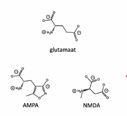 <p>verschillende type glutamaat receptoren</p><ul><li><p>AMPA</p></li><li><p>NMDA</p></li><li><p>reageren allebei op glutamaat, alleen andere werking »</p></li></ul><p></p>