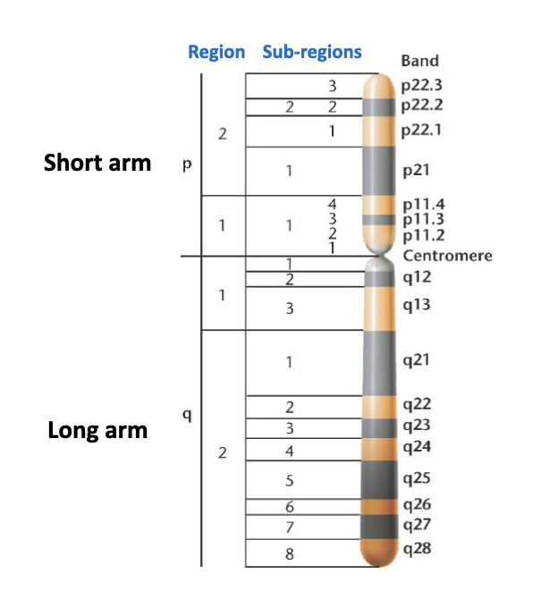<ul><li><p class="Paragraph SCXO261475093 BCX4" style="text-align: left;"><span style="background-color: inherit; line-height: 19.55px;"><span>Cells are placed in a&nbsp;hypotonic solution&nbsp;(e.g. 0.075 M KCl)</span></span><span style="line-height: 19.55px;"><span>&nbsp;</span></span></p></li><li><p class="Paragraph SCXO261475093 BCX4" style="text-align: left;"><span style="background-color: inherit; line-height: 19.55px;"><span>Water enters cells by&nbsp;osmosis</span></span><span style="line-height: 19.55px;"><span>&nbsp;</span></span></p></li><li><p class="Paragraph SCXO261475093 BCX4" style="text-align: left;"><span style="background-color: inherit; line-height: 19.55px;"><span>Cells&nbsp;swell&nbsp;due to increased internal pressure</span></span><span style="line-height: 19.55px;"><span>&nbsp;</span></span></p></li><li><p class="Paragraph SCXO261475093 BCX4" style="text-align: left;"><span style="background-color: inherit; line-height: 19.55px;"><span>Nuclear membrane weakens and ruptures</span></span><span style="line-height: 19.55px;"><span>&nbsp;</span></span></p></li><li><p class="Paragraph SCXO261475093 BCX4" style="text-align: left;"><span style="background-color: inherit; line-height: 19.55px;"><span>Chromosomes&nbsp;spread apart&nbsp;within the swollen cell</span></span><span style="line-height: 19.55px;"><span>&nbsp;</span></span></p></li><li><p class="Paragraph SCXO261475093 BCX4" style="text-align: left;"><span style="background-color: inherit; line-height: 19.55px;"><span>Cell is then&nbsp;fixed&nbsp;(e.g. methanol:acetic acid) to preserve chromosome structure</span></span><span style="line-height: 19.55px;"><span>&nbsp;</span></span></p></li><li><p class="Paragraph SCXO261475093 BCX4" style="text-align: left;"><span style="background-color: inherit; line-height: 19.55px;"><span>Chromosomes are dropped onto a slide for staining and analysis</span></span><span style="line-height: 19.55px;"><span>&nbsp;</span></span></p></li><li><p class="Paragraph SCXO261475093 BCX4" style="text-align: left;"><span style="background-color: inherit; line-height: 19.55px; color: windowtext;"><span>Stains create a banding pattern</span></span><span style="line-height: 19.55px; color: windowtext;"><span>&nbsp;</span></span></p><ul><li><p class="Paragraph SCXO80695567 BCX4" style="text-align: left;"><span style="background-color: inherit; line-height: 19.55px; color: windowtext;"><span>Can distinguish one chromosome from another</span></span><span style="line-height: 19.55px; color: windowtext;"><span>&nbsp;</span></span></p></li><li><p class="Paragraph SCXO80695567 BCX4" style="text-align: left;"><span style="background-color: inherit; line-height: 19.55px; color: windowtext;"><span>Using karyotyping</span></span><span style="line-height: 19.55px; color: windowtext;"><span>&nbsp;</span></span></p></li></ul></li></ul><p></p>