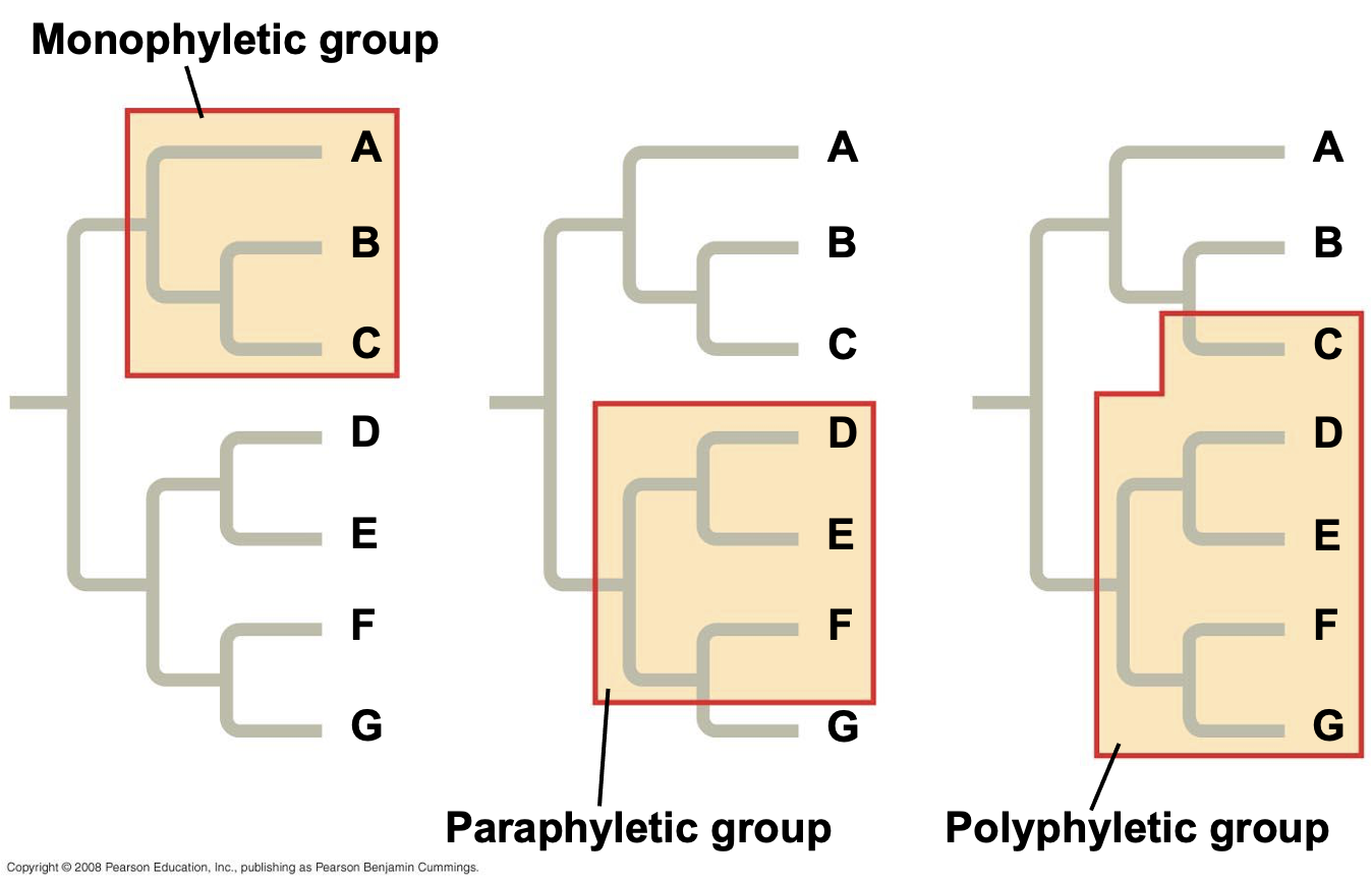 <p>a group of organisms that includes a common ancestor and all of its descendants.</p><p></p>