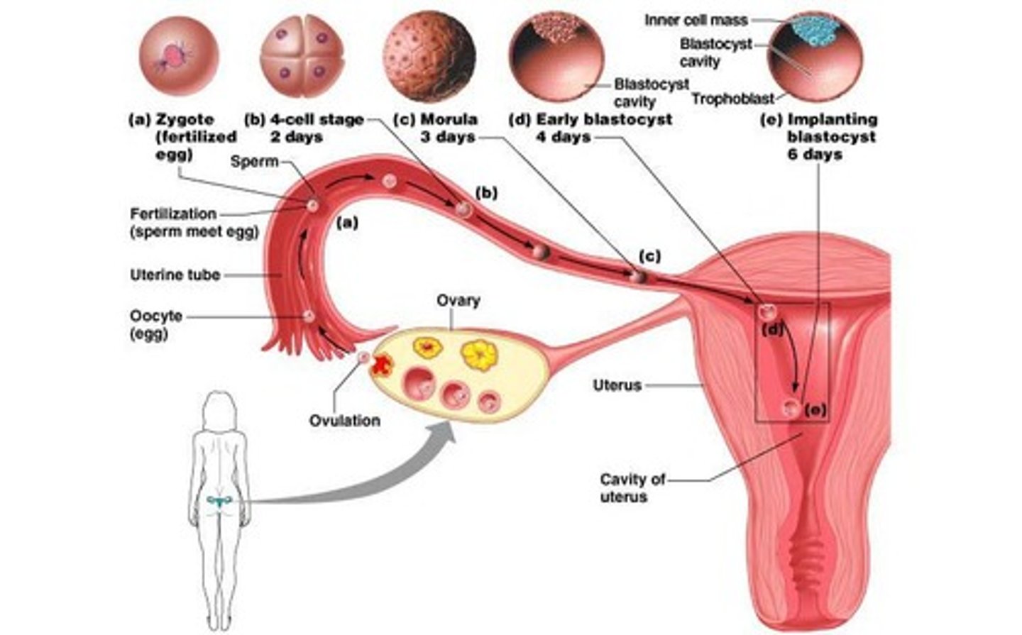 <p>Fertilized oocyte that develops into an embryo.</p>