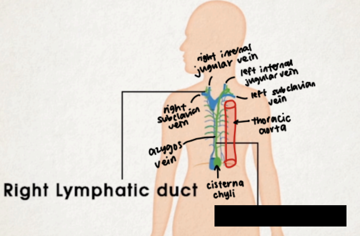 <ul><li><p>long duct</p></li><li><p>between thoracic aorta and argygos vein</p></li><li><p>drains from right lower part and all of left part of body</p></li><li><p>cisterna chyli at 1st and 2nd lumbar level</p></li></ul><p></p>