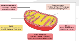 <p>The site of cellular respiration ( The fluid filled space of the inner membrane is called the Matrix) It contains proteins that break down glucose</p>