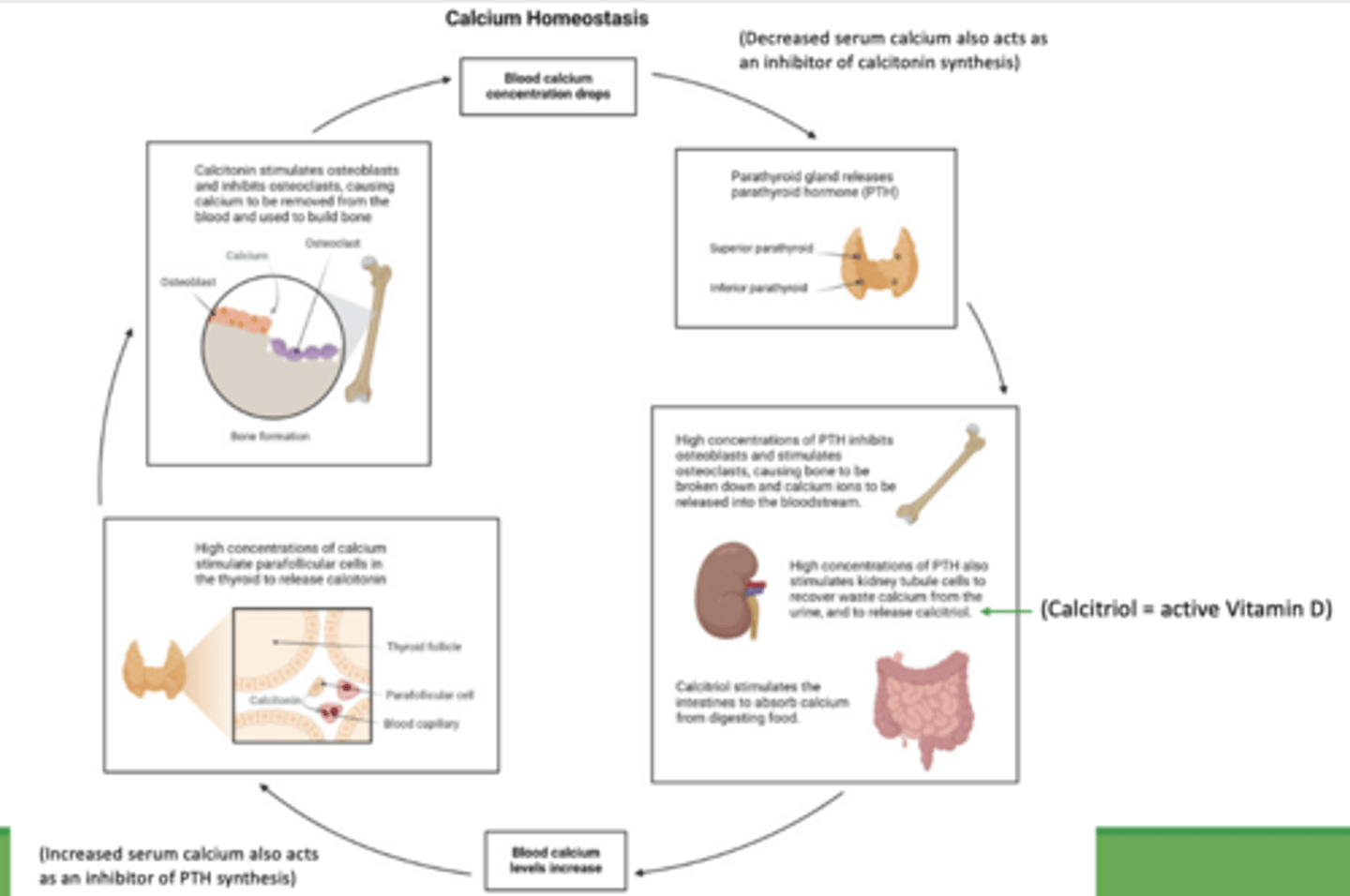 <p>calcium homeostasis:</p>