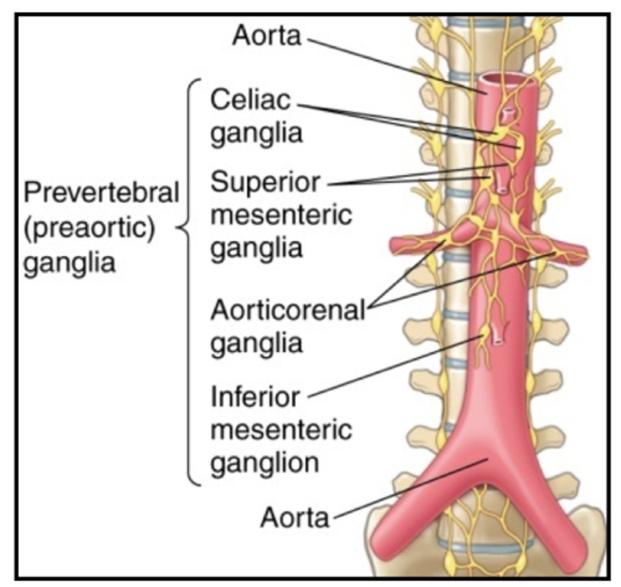 <p>collateral ganglia</p>