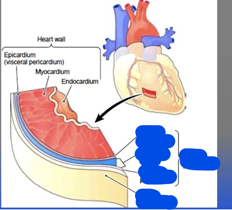 <p>Anatomy and Function of Heart</p>