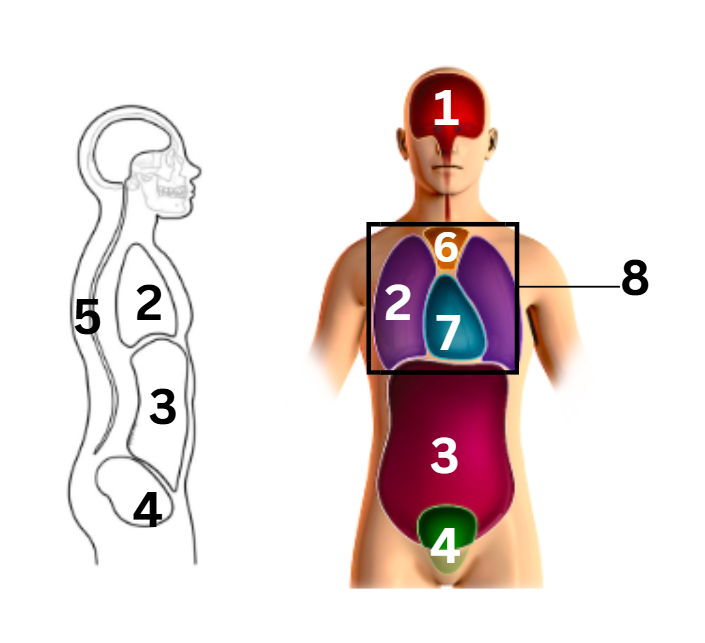 <p>what number on the diagram represents the mediastinum cavity</p>
