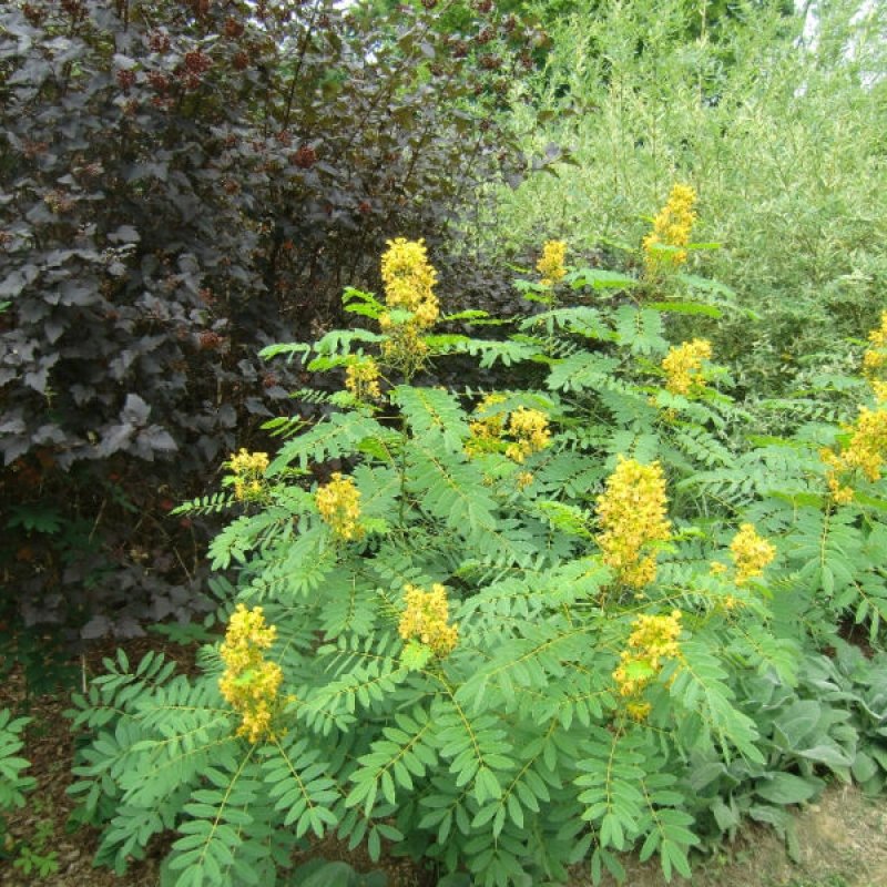 Wild Senna