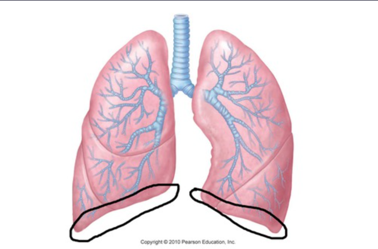 The bottom part of the lung that sits on the diaphragm.