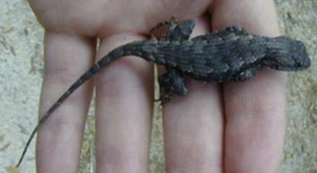 <p>what reptile is this </p>