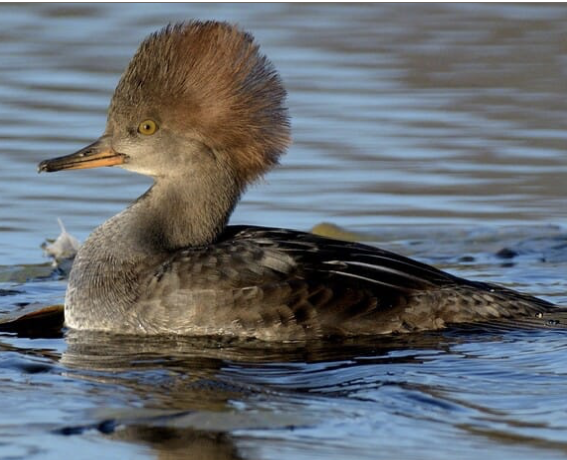 <p>Male Hooded Merganser</p><p>(big black head, white stripe, yellow eyes, black bill, brown outer wings)&nbsp;</p><p>females look the same but they are all brown&nbsp;</p>