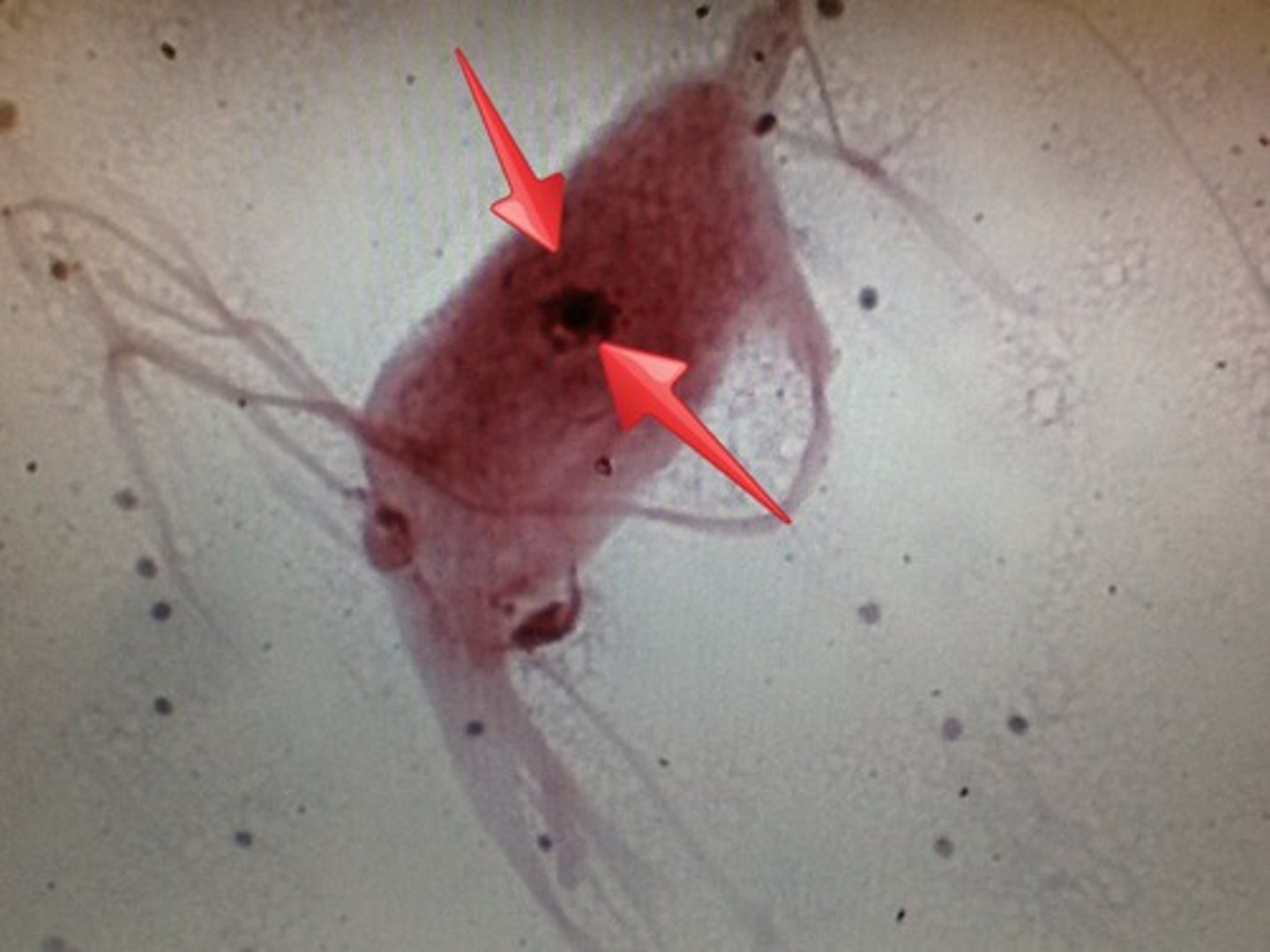 <p>Neurosoma, also called the soma or cell body</p>