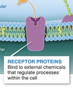 <p>receptor proteins</p>