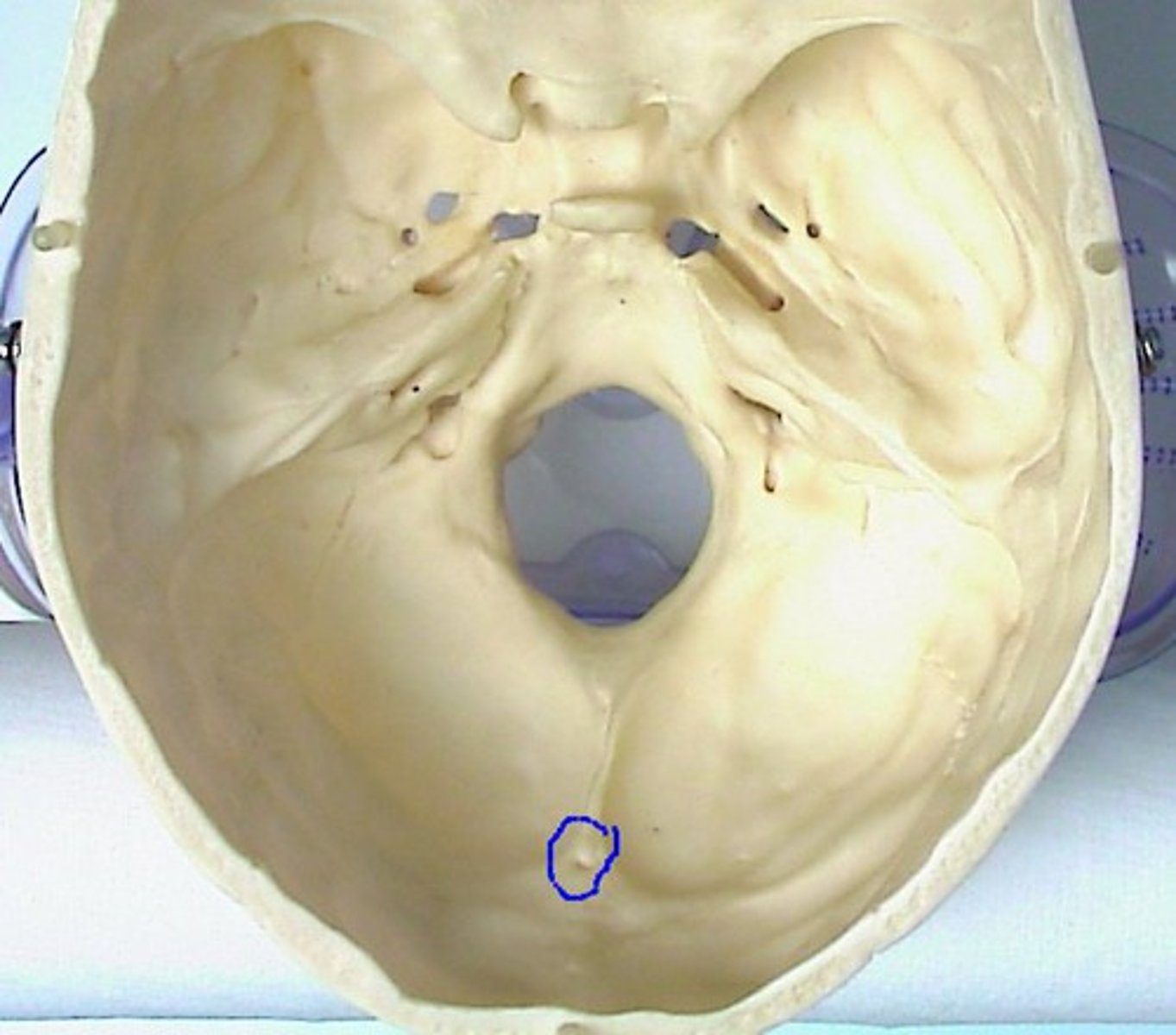 knowt flashcard image