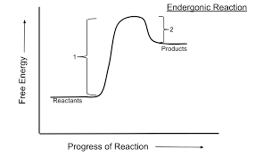 <p>a reaction that absorbs free energy from its surroundings, non-spontaneous, positive free energy</p>
