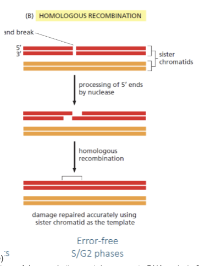 <p>homologous recombination. Double stand break repair which uses sister chromatid as template to repair the break. Error free and may occur after replication (in S/G2 phase)</p>