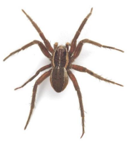 <p>Common Name?</p><p>Where is it found?</p><p>Evidence of?</p><p>Associated with dead bodies?</p><p>Is it an insect?</p><p>Taxonomic Group</p>