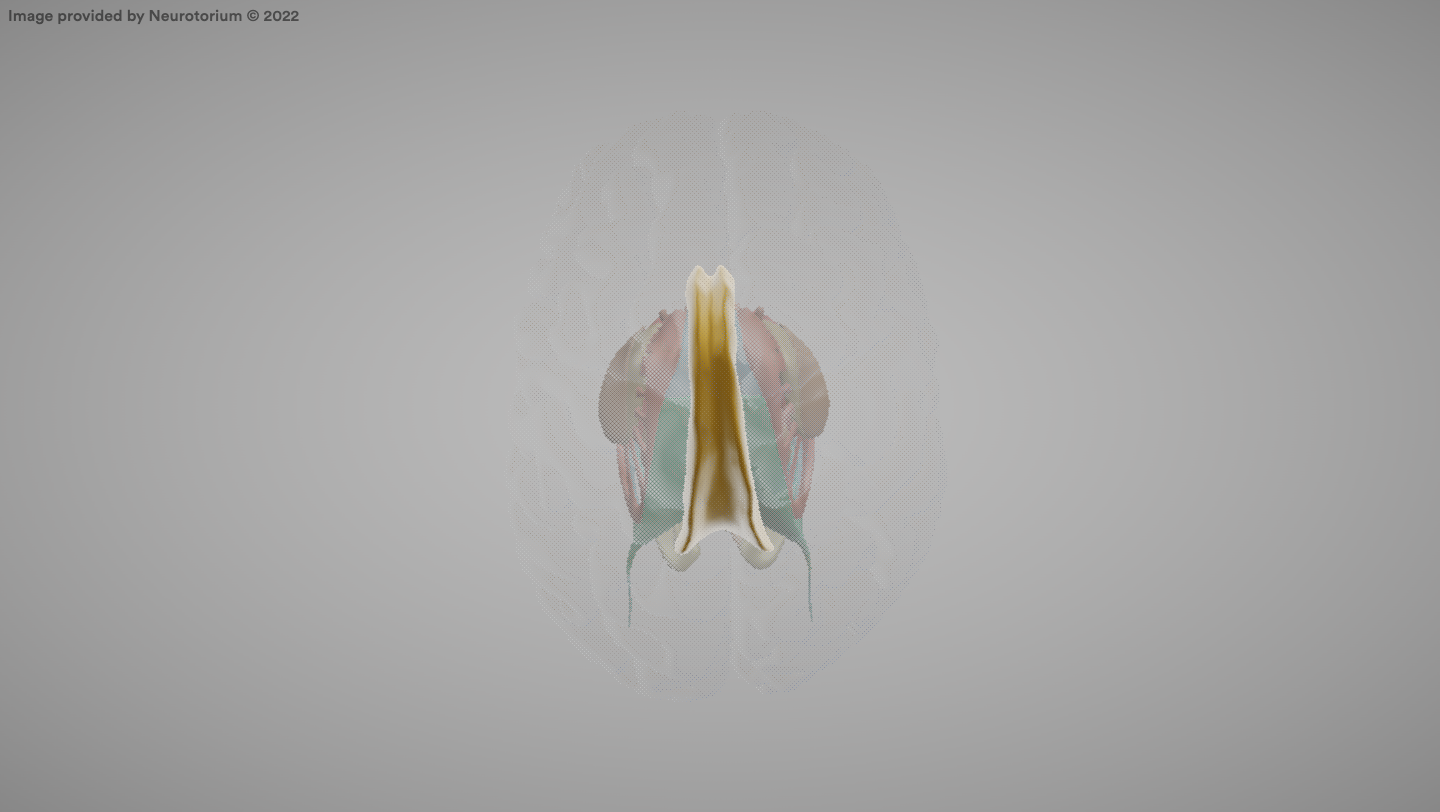 <p>A large bundle of nerve fibers connecting the two cerebral hemispheres.</p>