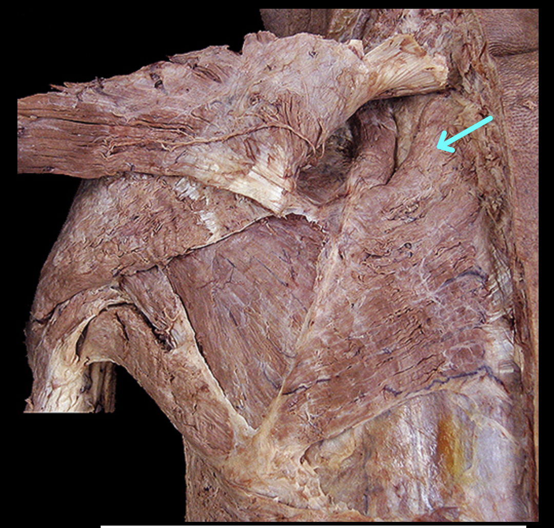 <p>Structure</p>