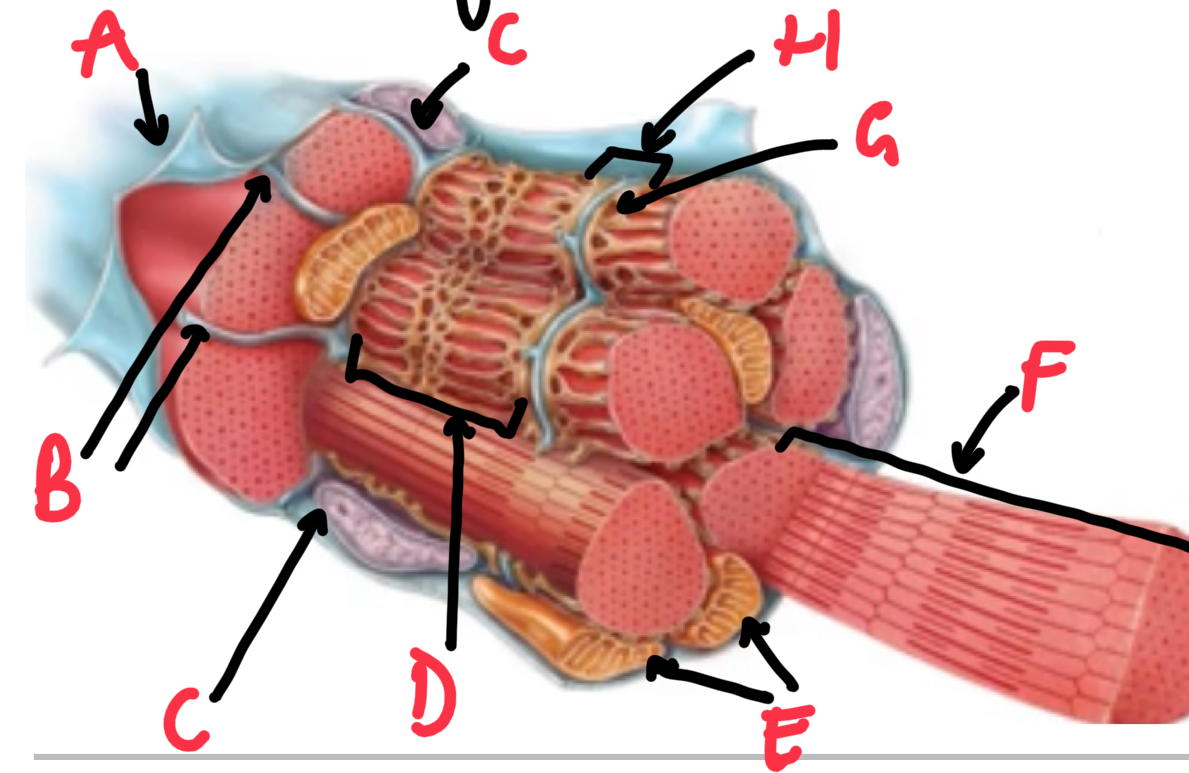 <p>Name and describe these structures of a skeletal muscle fibre/cell. </p>