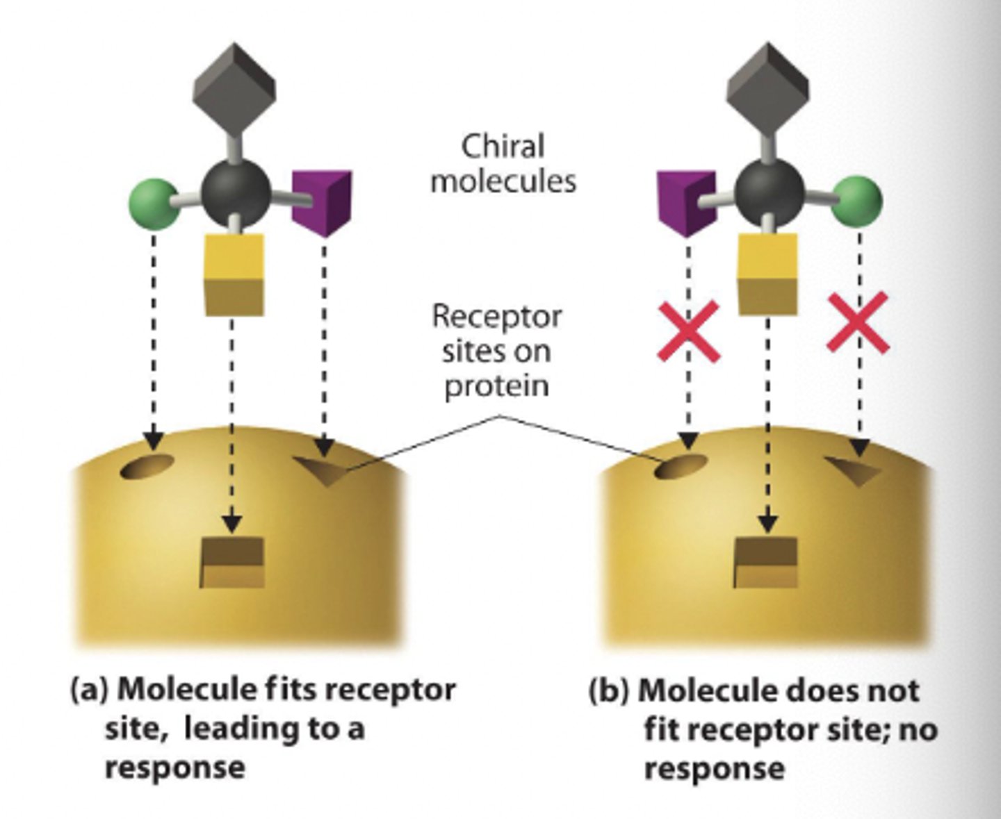 <p>fundamental components of receptor binding</p>