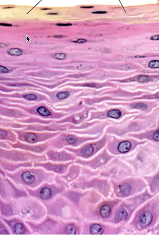<p><em>identify the mucosa:</em></p>