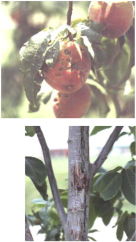 What weather condition caused this damage?