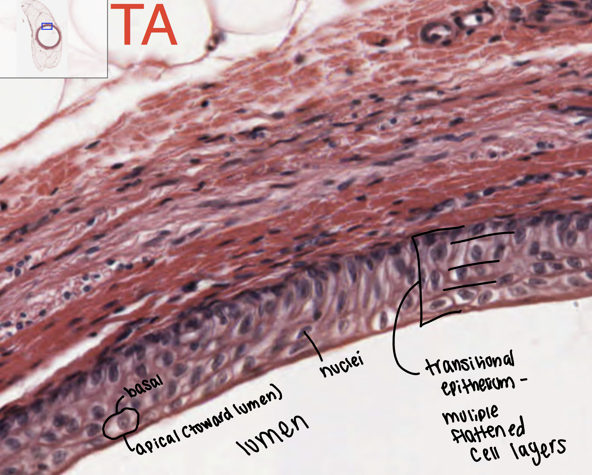 <p>lines the bladder, urethra, and the ureters</p>