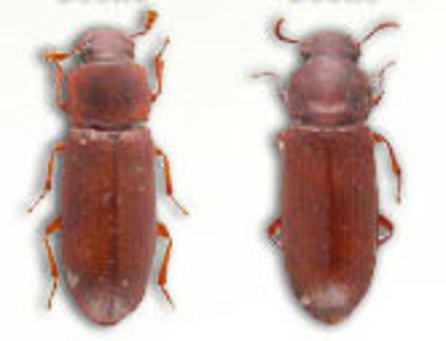 <p>Beetle Family</p>
