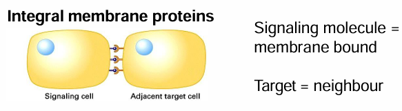 <ul><li><p>Signaling and target cells are in direct contact </p></li><li><p>Signal and receptor proteins may be transmembrane proteins on different cells </p></li><li><p>So the interaction requires the cells to be attached by adhesion done by integral membrane proteins</p></li></ul><p></p>